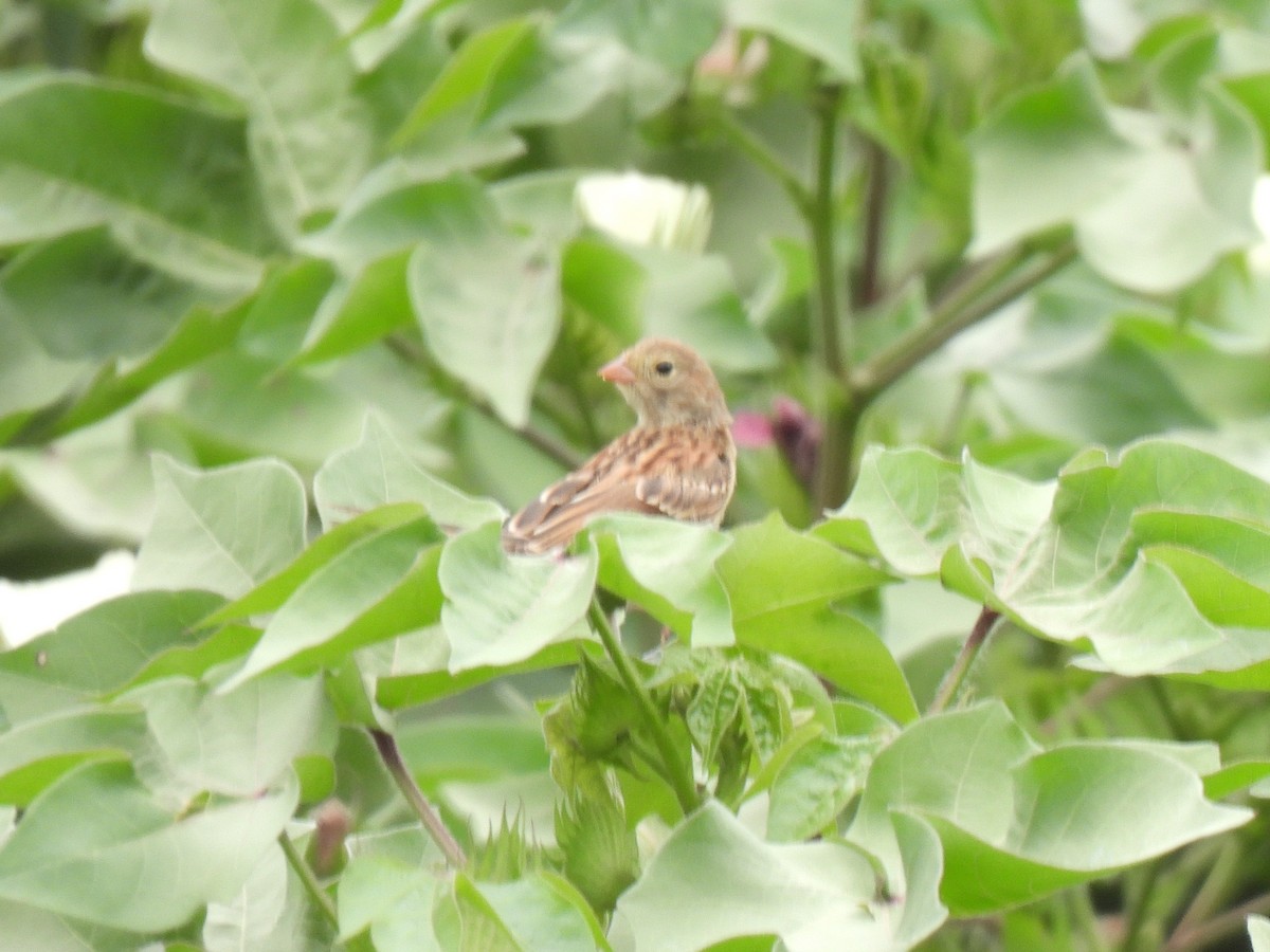 Field Sparrow - ML639840010