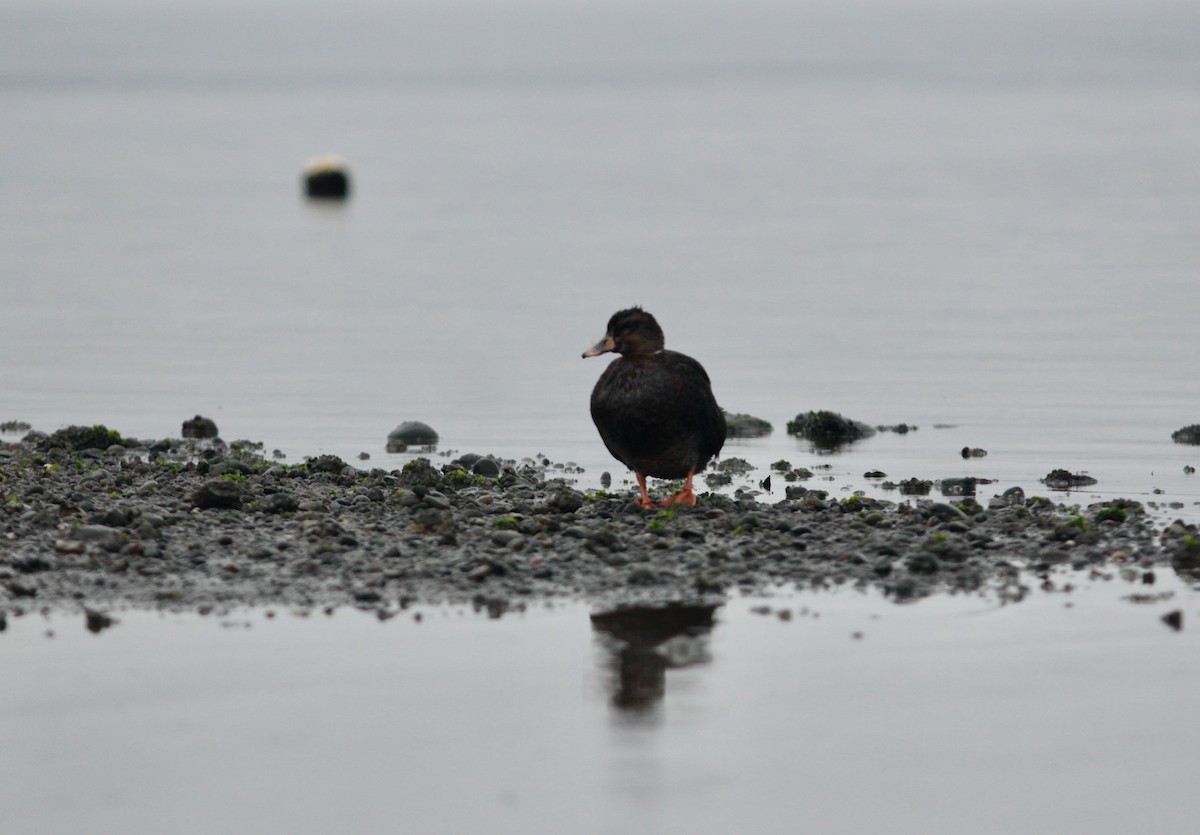 疣鼻棲鴨x綠頭鴨(雜交) - ML639840037