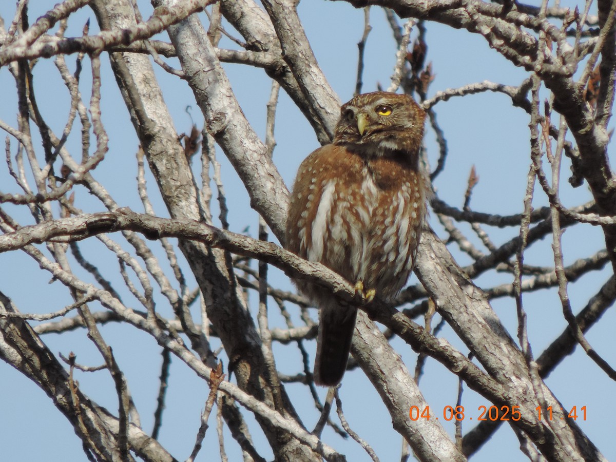 Austral Pygmy-Owl - ML639840059