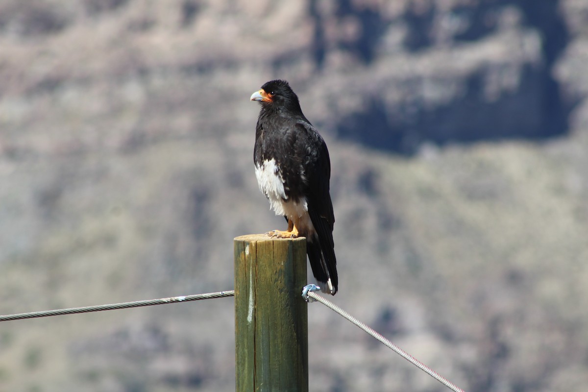 Mountain Caracara - ML639840061