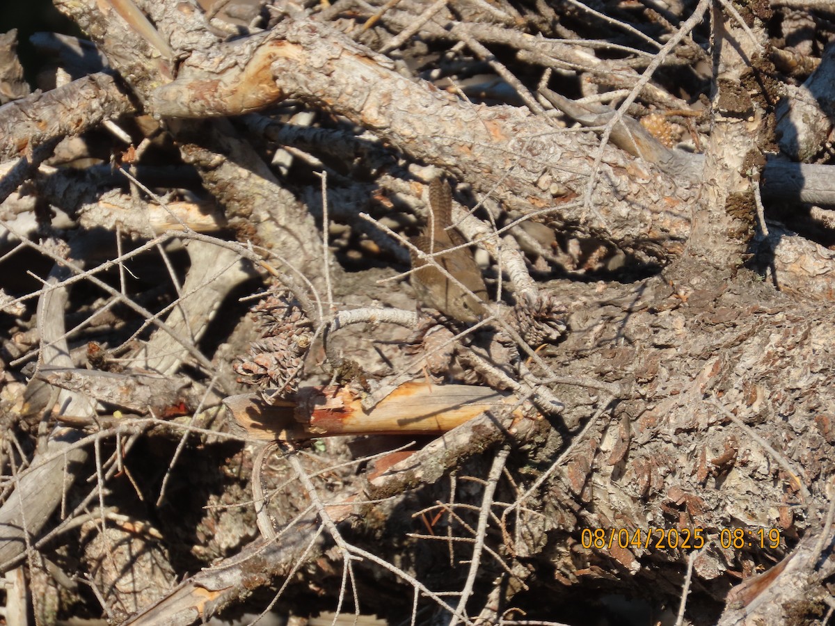 Northern House Wren - ML639840065