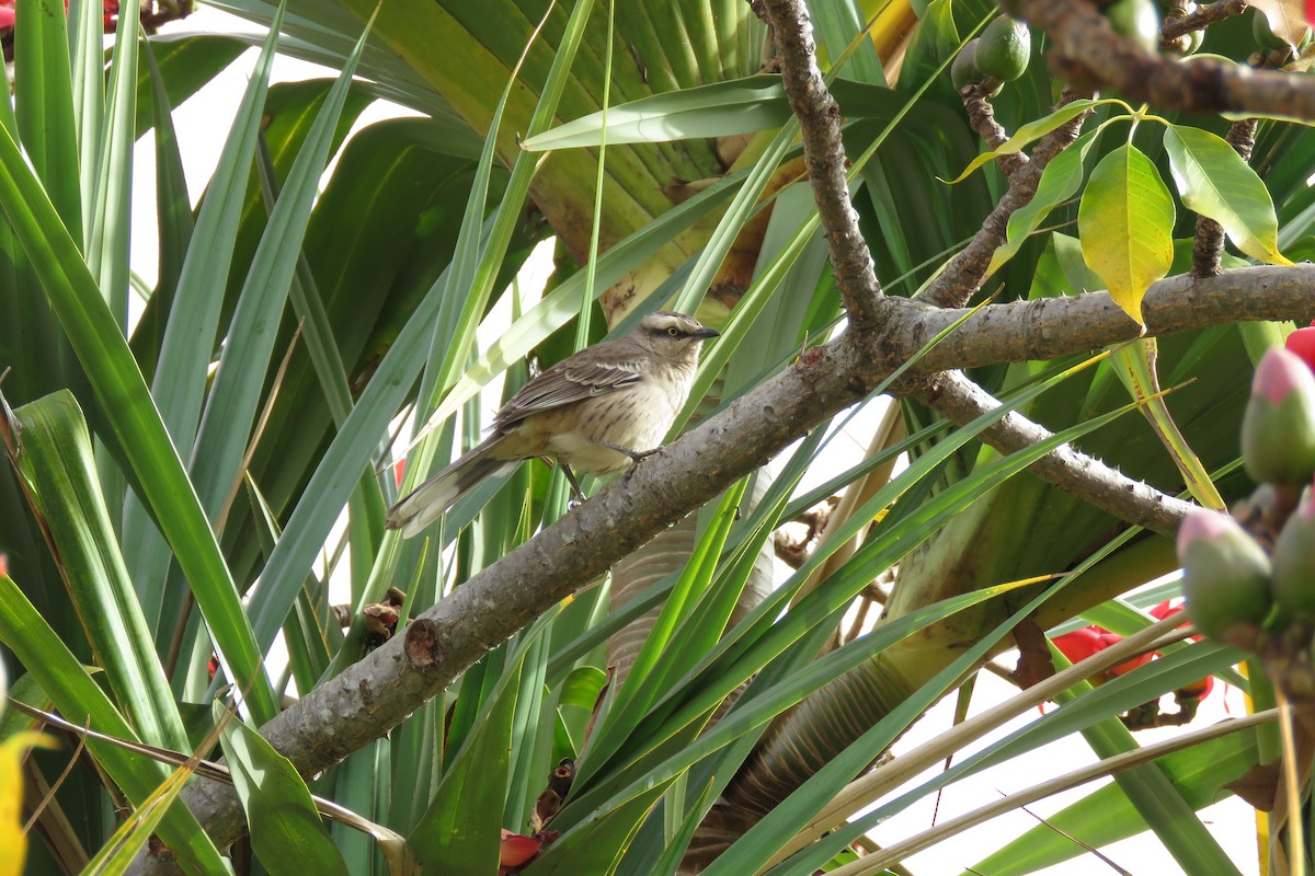 Chalk-browed Mockingbird - ML639840066