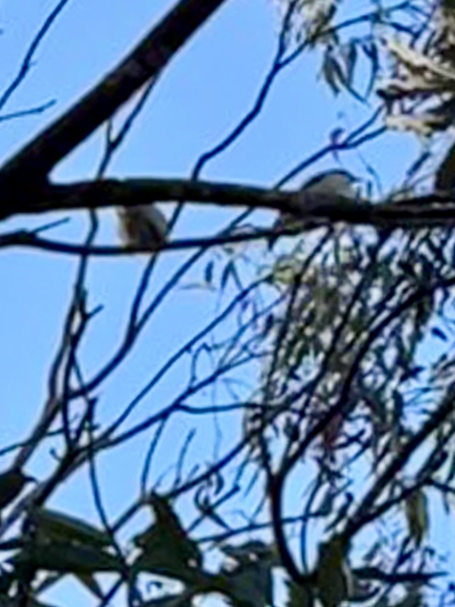 White-throated Honeyeater - ML639840069