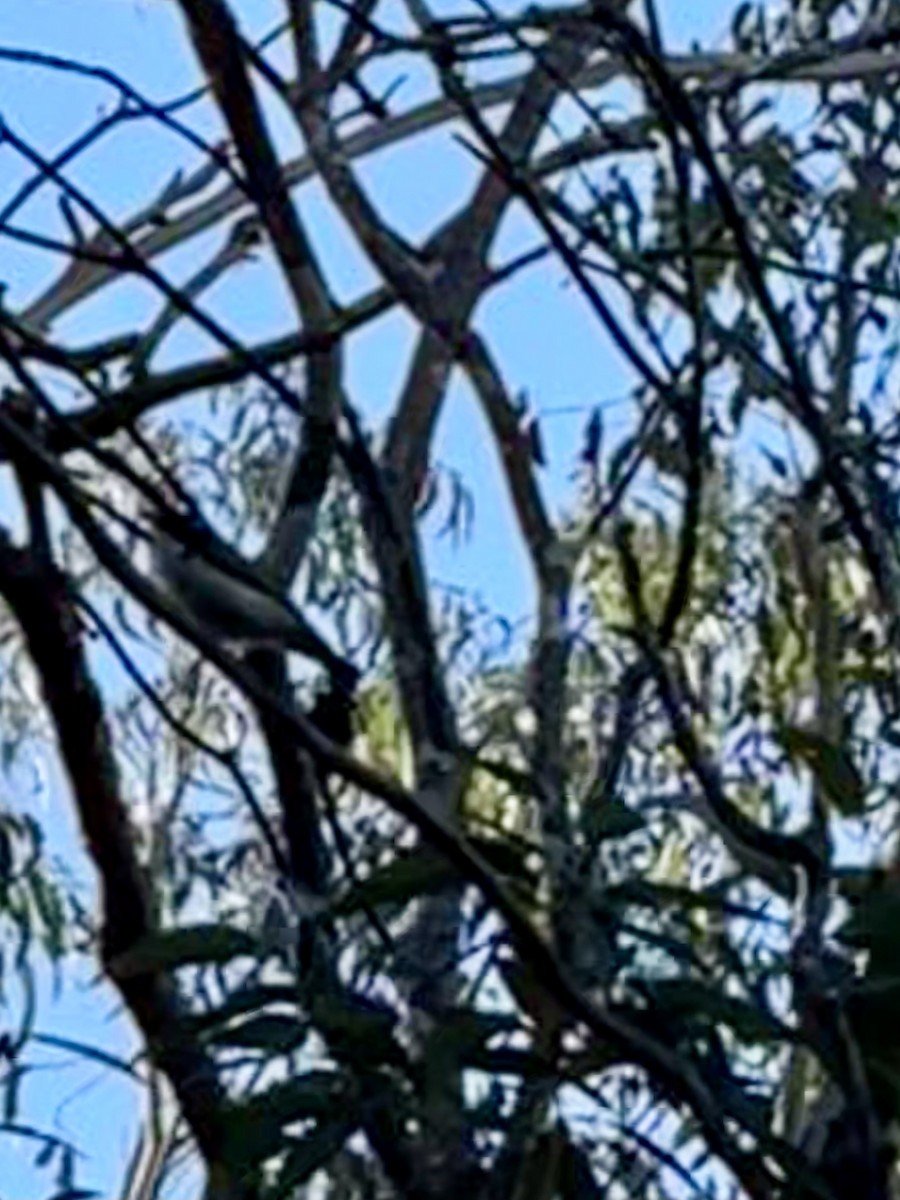 White-throated Honeyeater - ML639840070