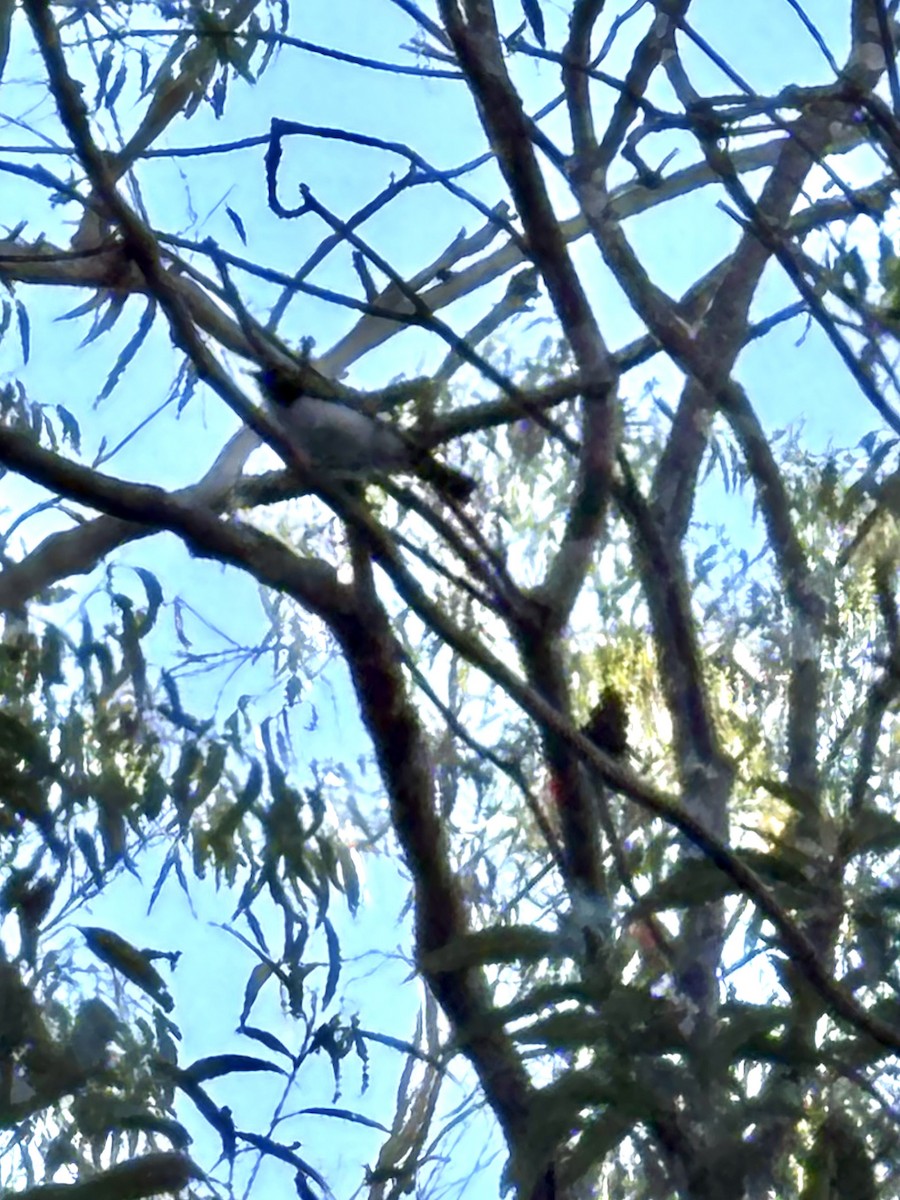 White-throated Honeyeater - ML639840071