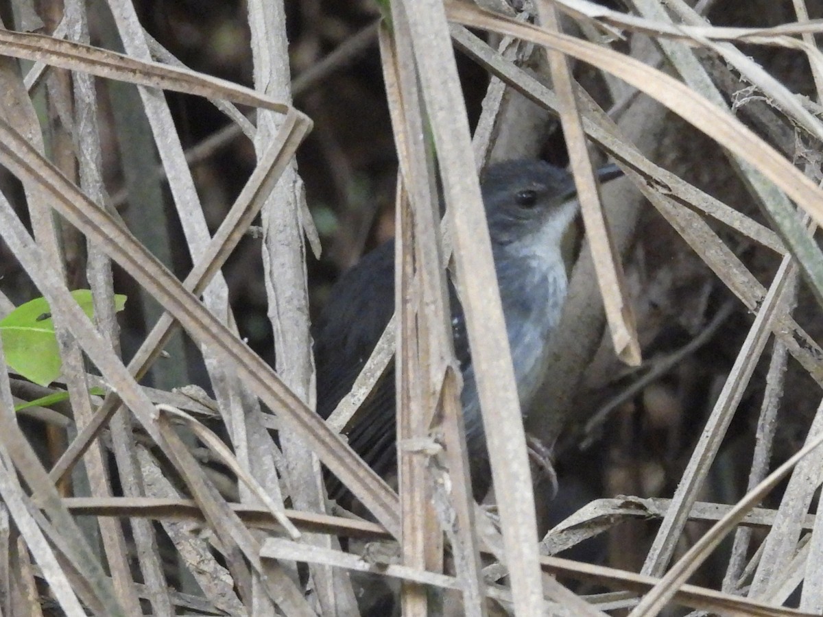 Silvered Antbird - ML639840072