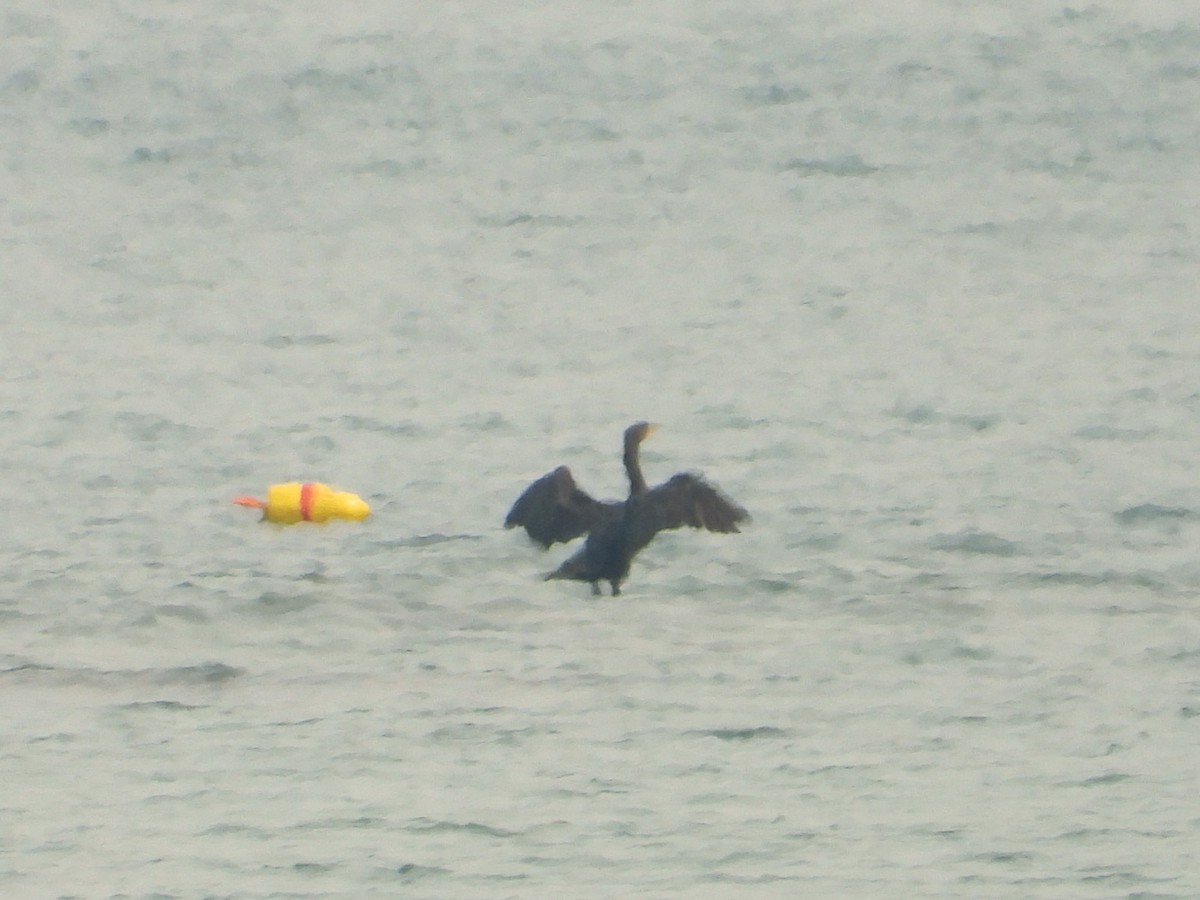 Double-crested Cormorant - ML639840076