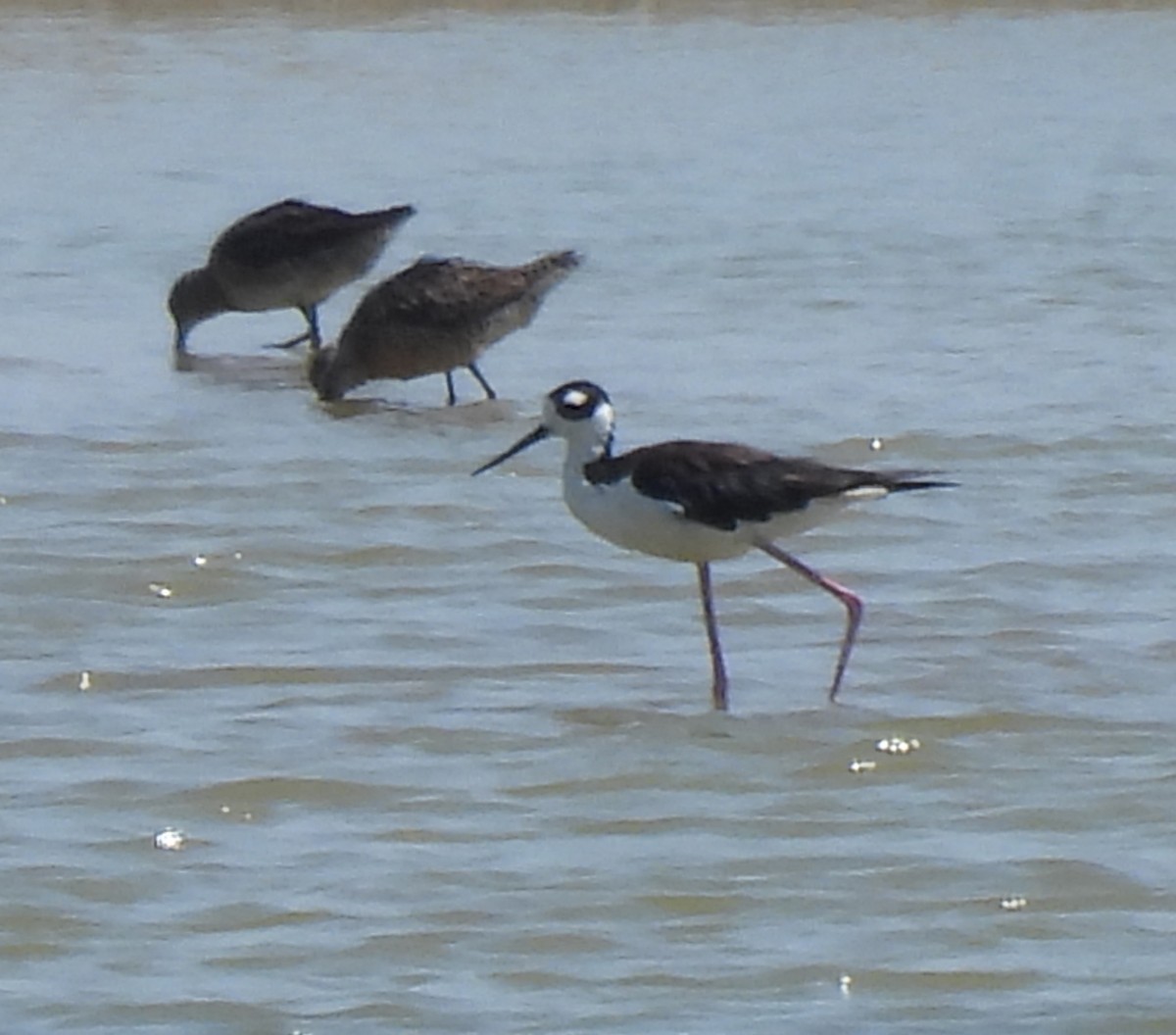 Black-necked Stilt - ML639840079