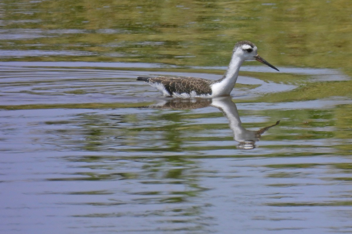 Black-necked Stilt - ML639840080