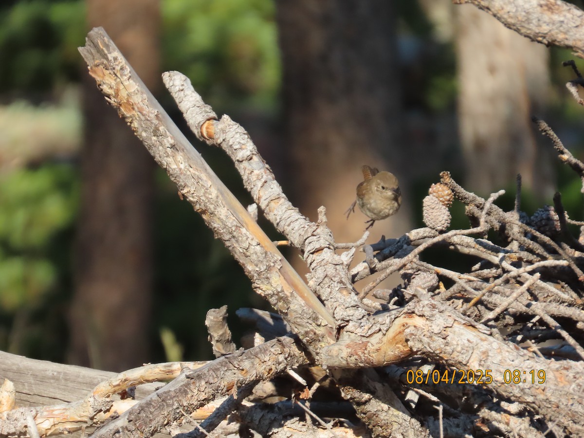 Northern House Wren - ML639840086