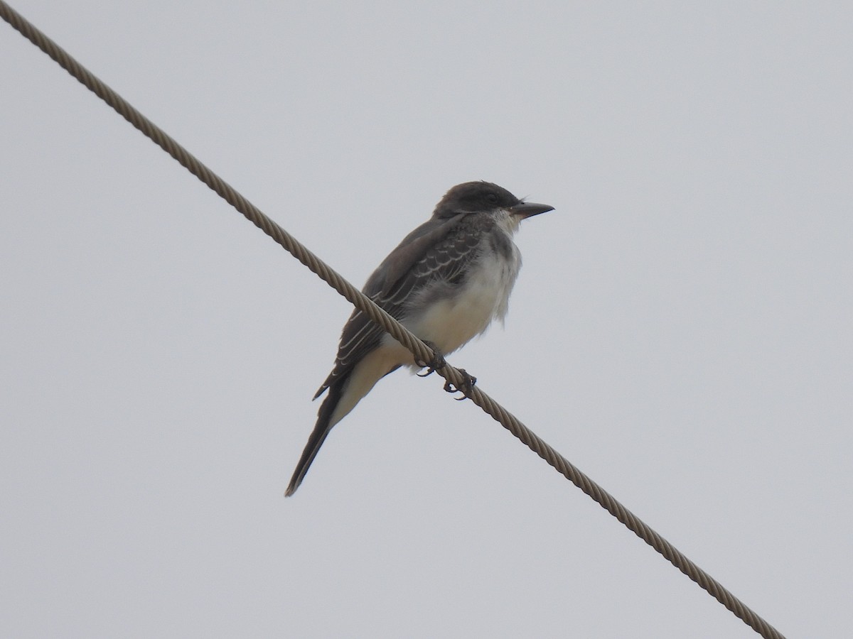Eastern Kingbird - ML639840131