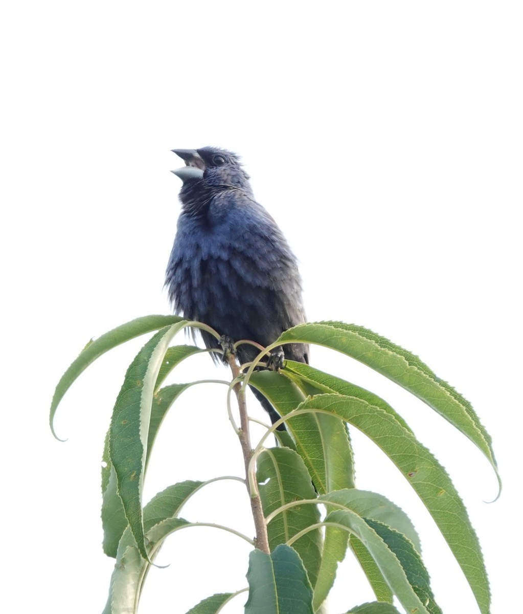 Blue Grosbeak - ML639840153