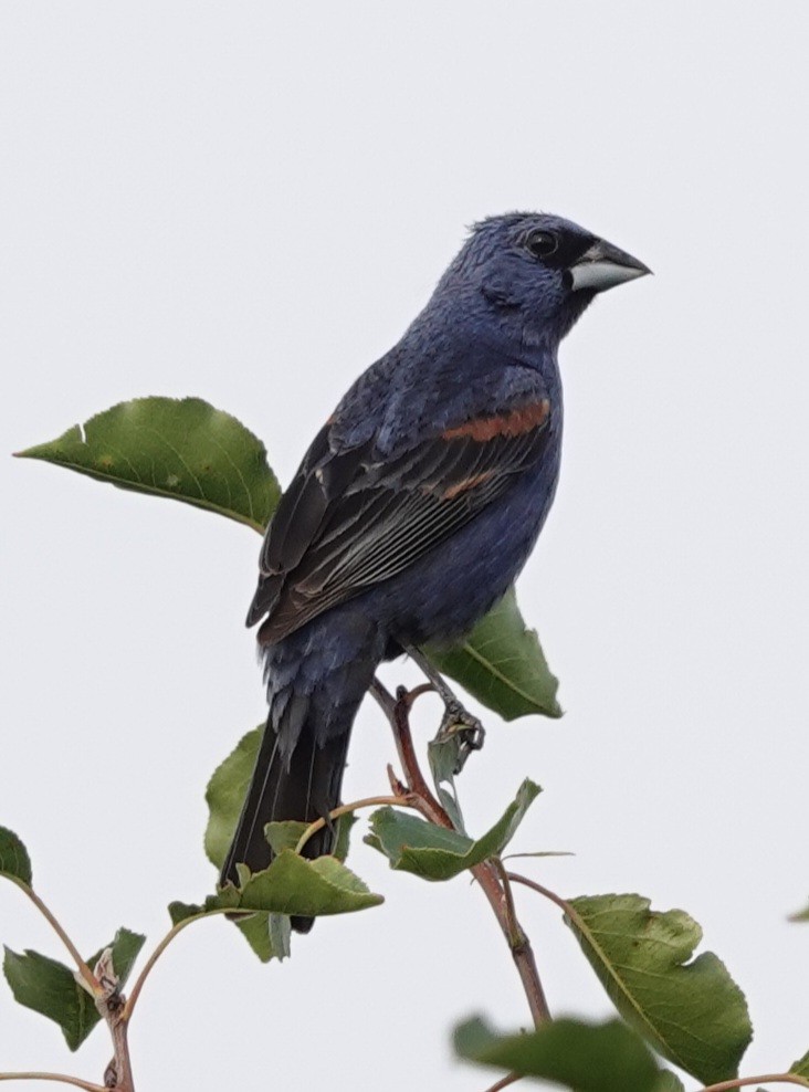 Blue Grosbeak - ML639840176