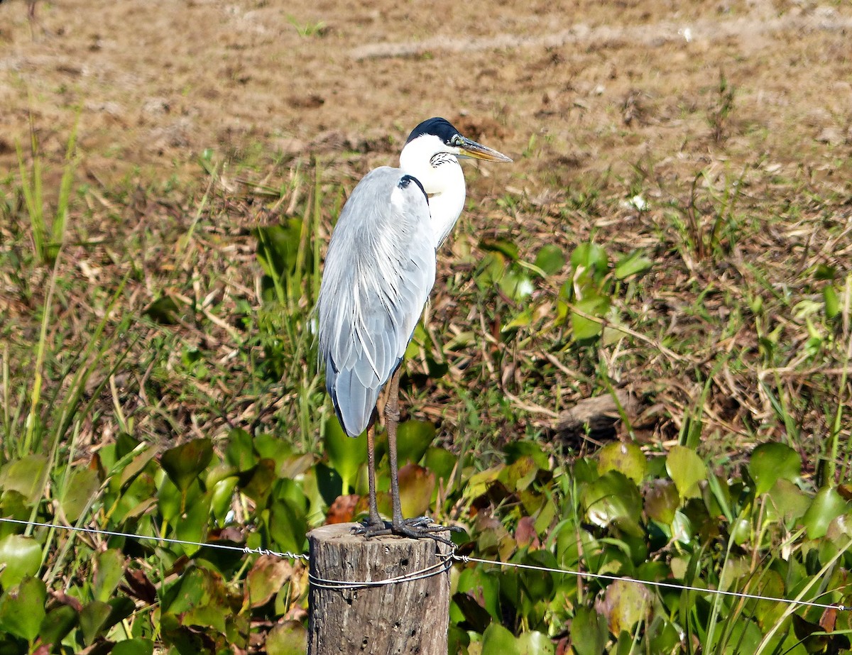 Cocoi Heron - ML639840182