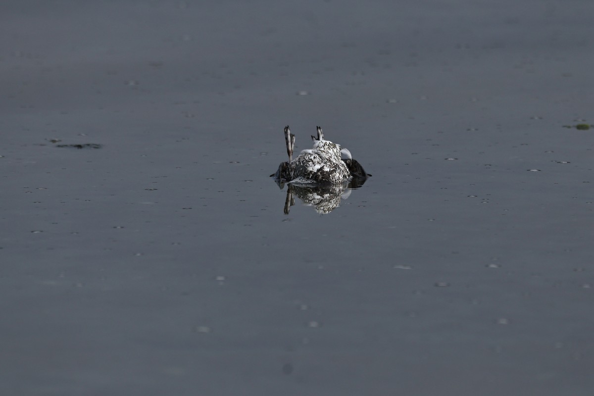 Kittlitz's Murrelet - ML639840200