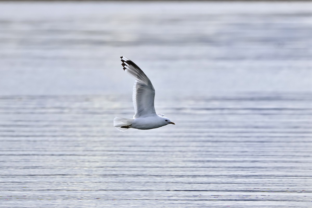 Short-billed Gull - ML639840206