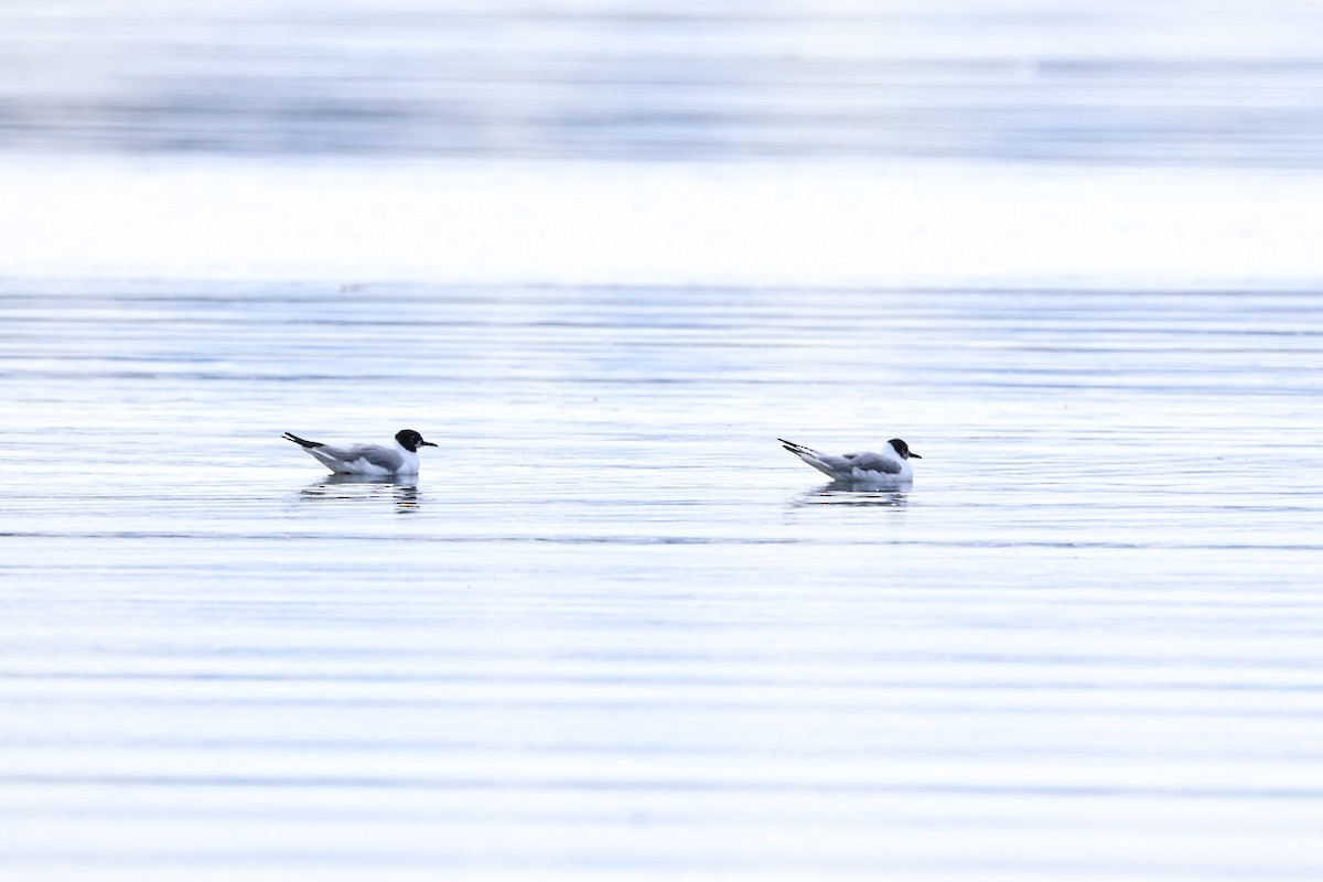 Gabbiano di Bonaparte - ML639840208