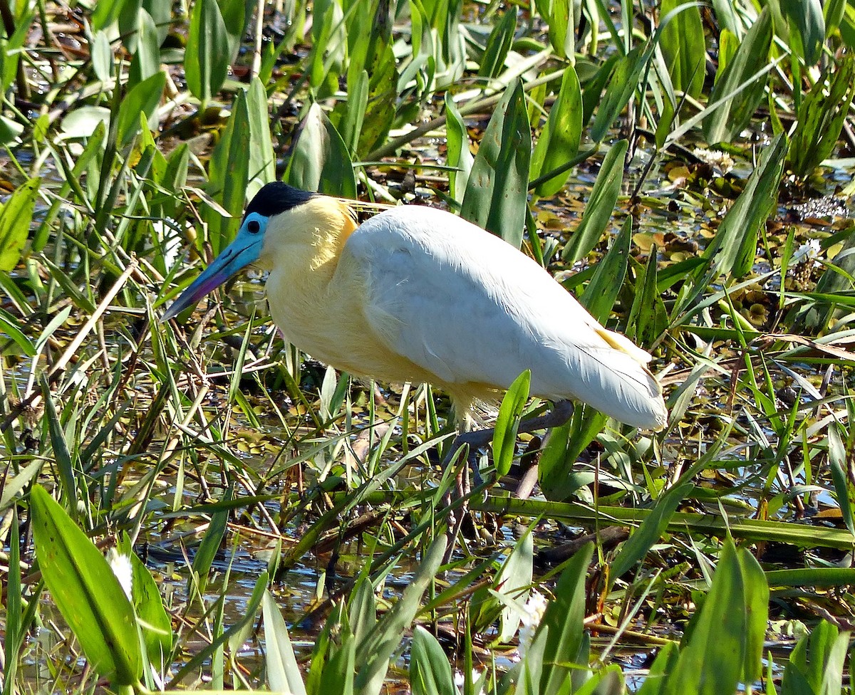 Capped Heron - ML639840212