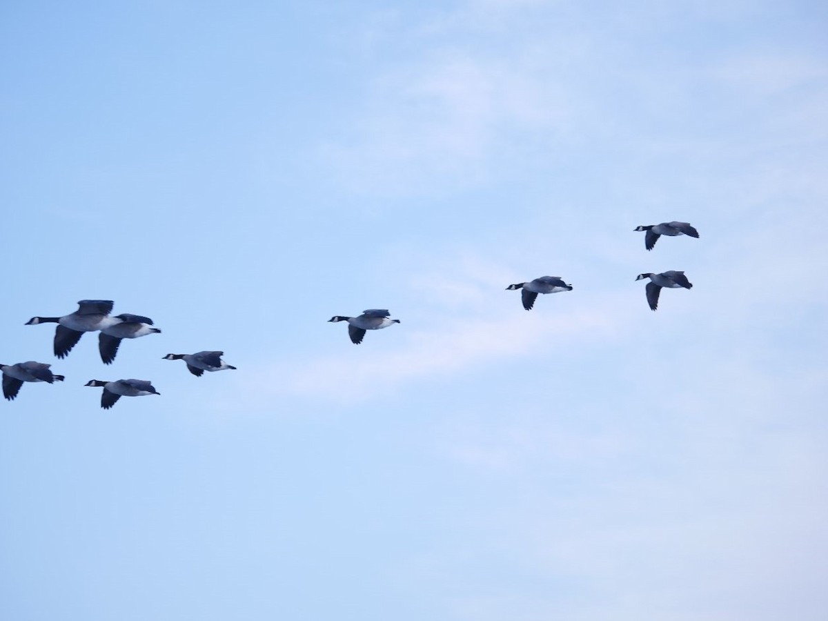 Cackling Goose - ML639840219
