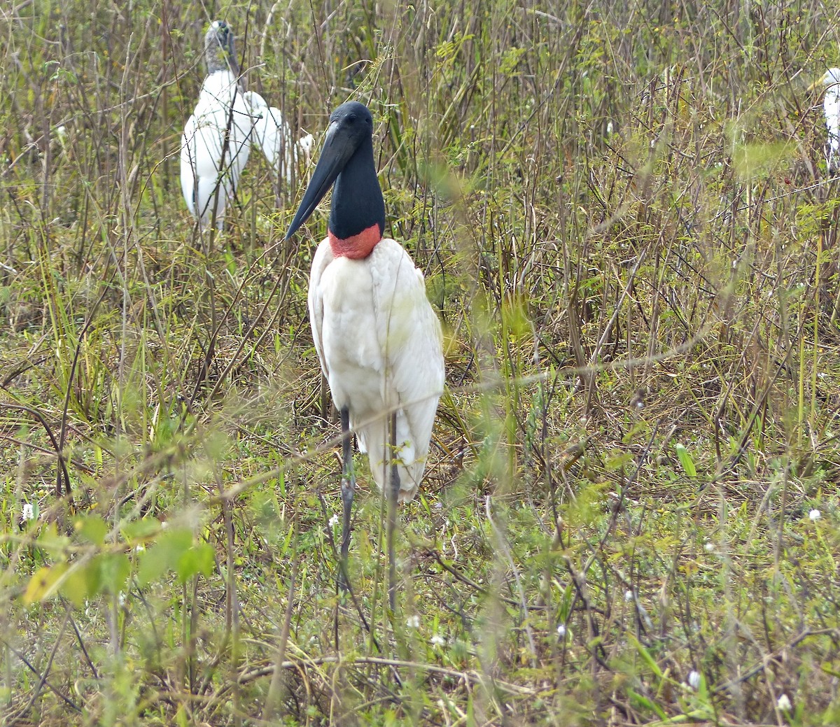Jabiru amerikarra - ML639840231