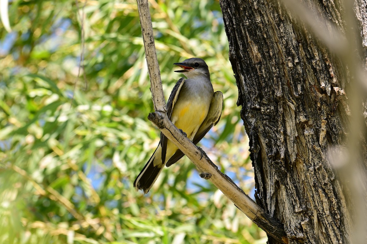 Western Kingbird - ML639840232