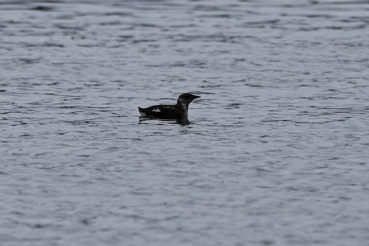 Marbled Murrelet - ML639840249