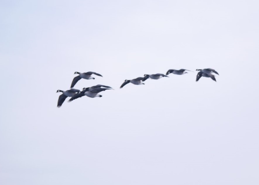Cackling Goose - ML639840288
