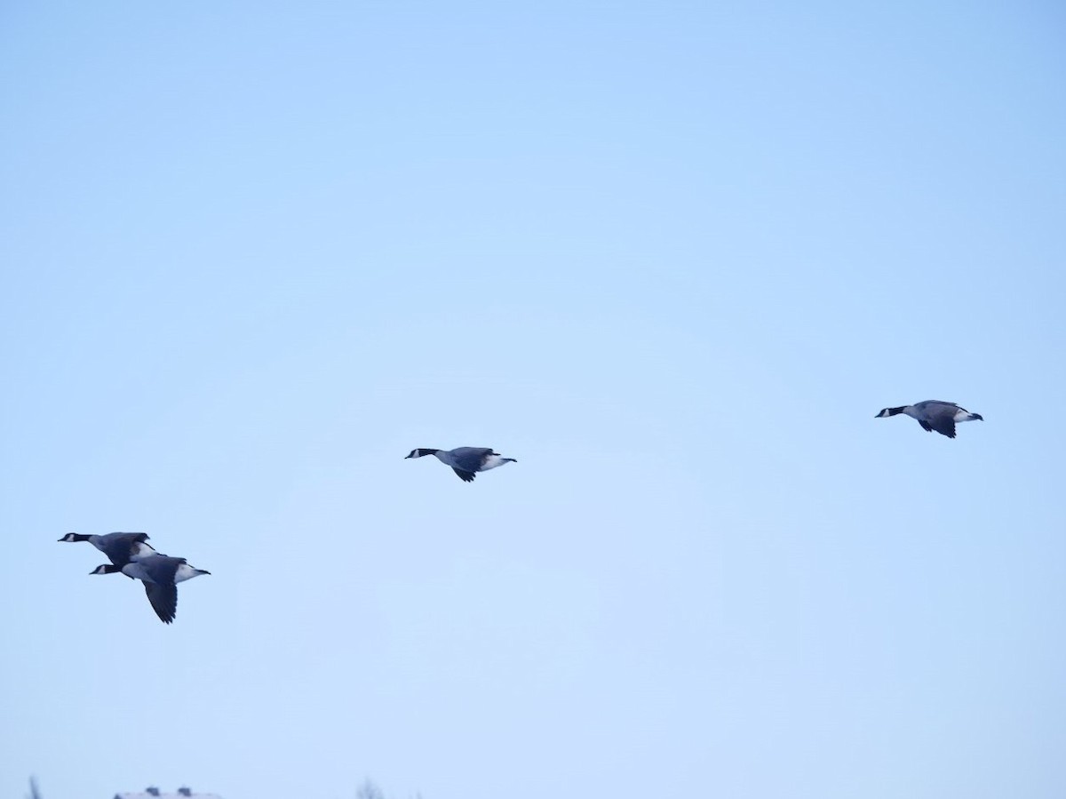 Cackling Goose - ML639840289