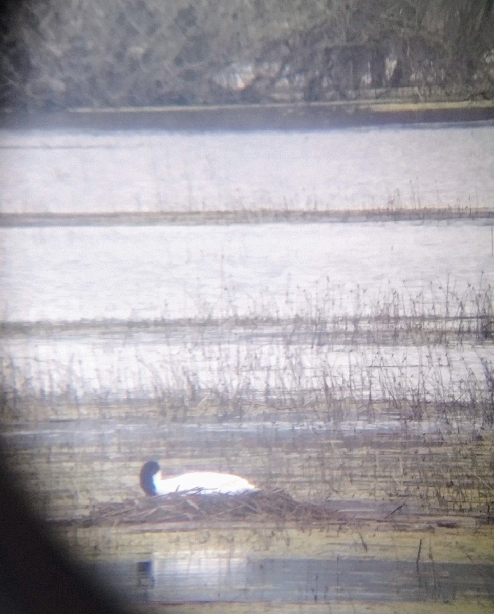 Black-necked Swan - ML639840309