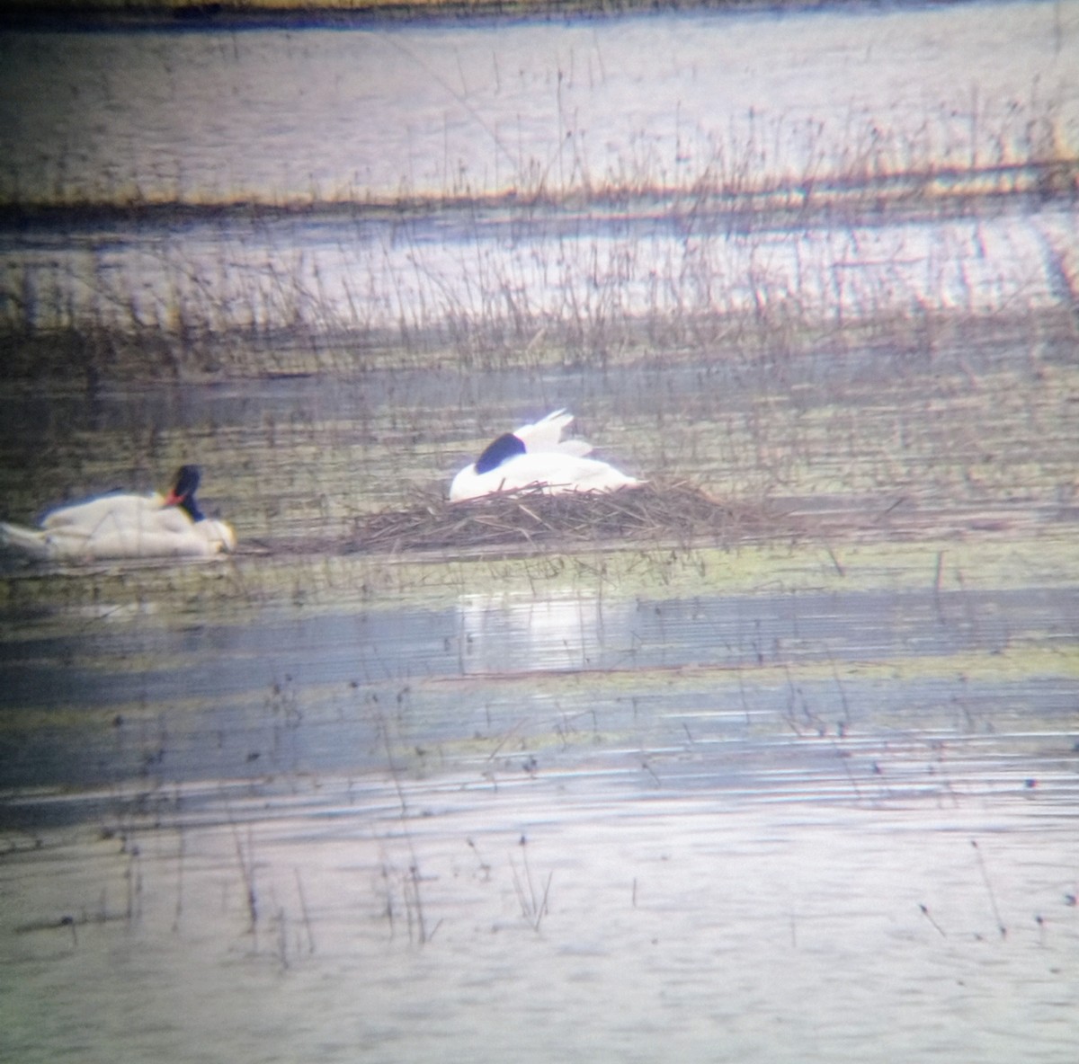 Black-necked Swan - ML639840310