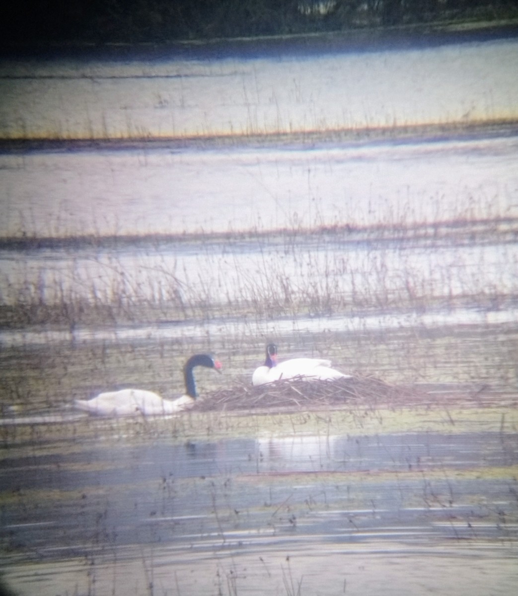 Black-necked Swan - ML639840311