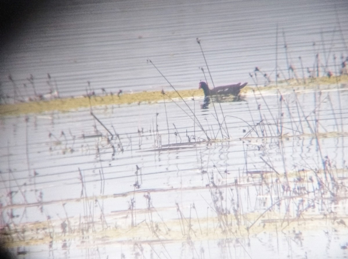 Common Gallinule - ML639840320