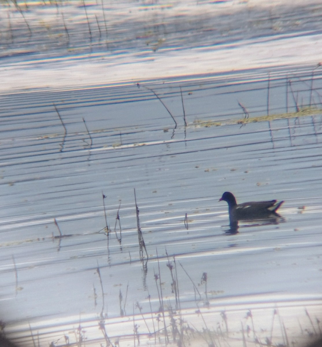 Common Gallinule - ML639840321