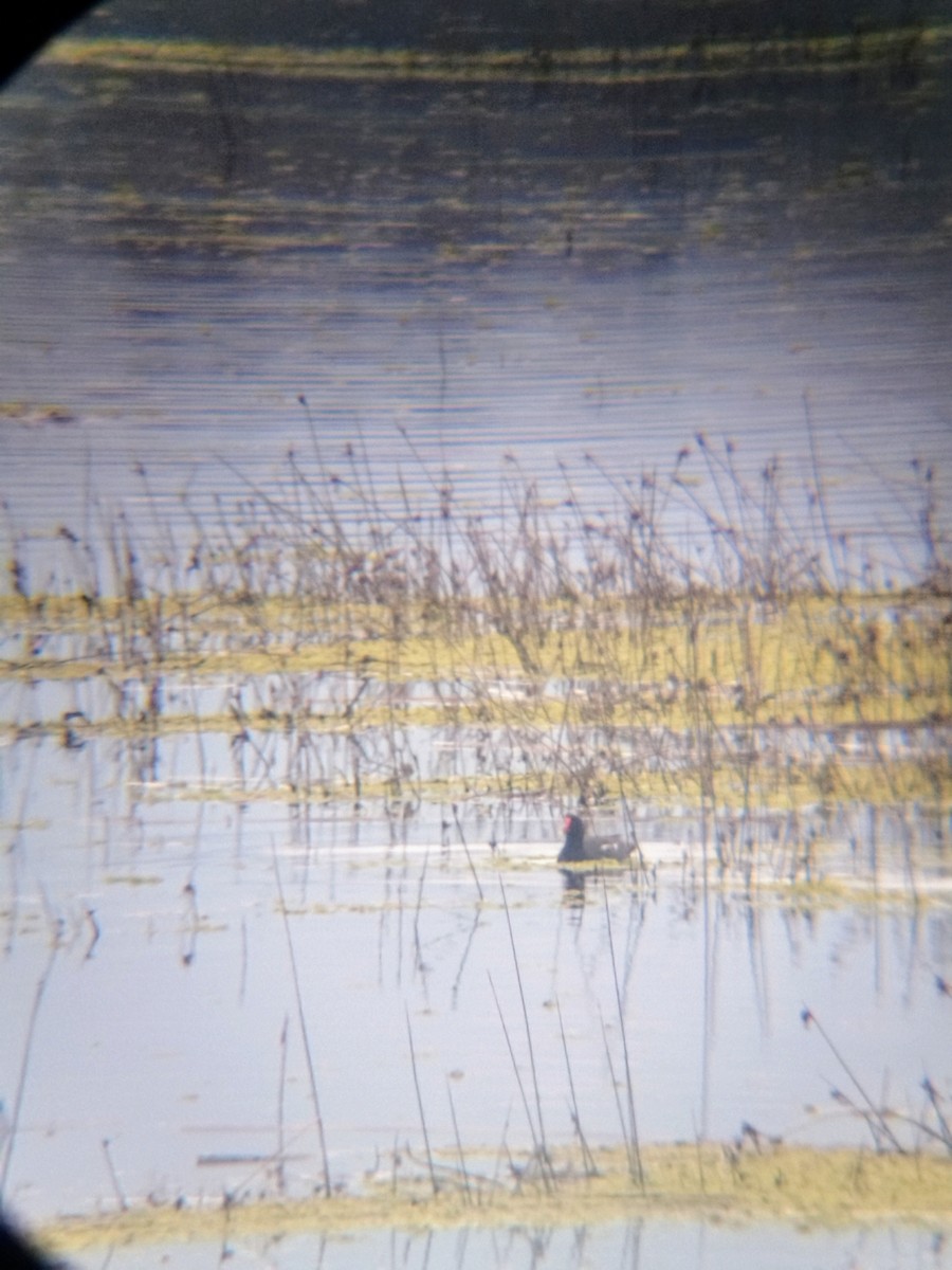 Common Gallinule - ML639840322
