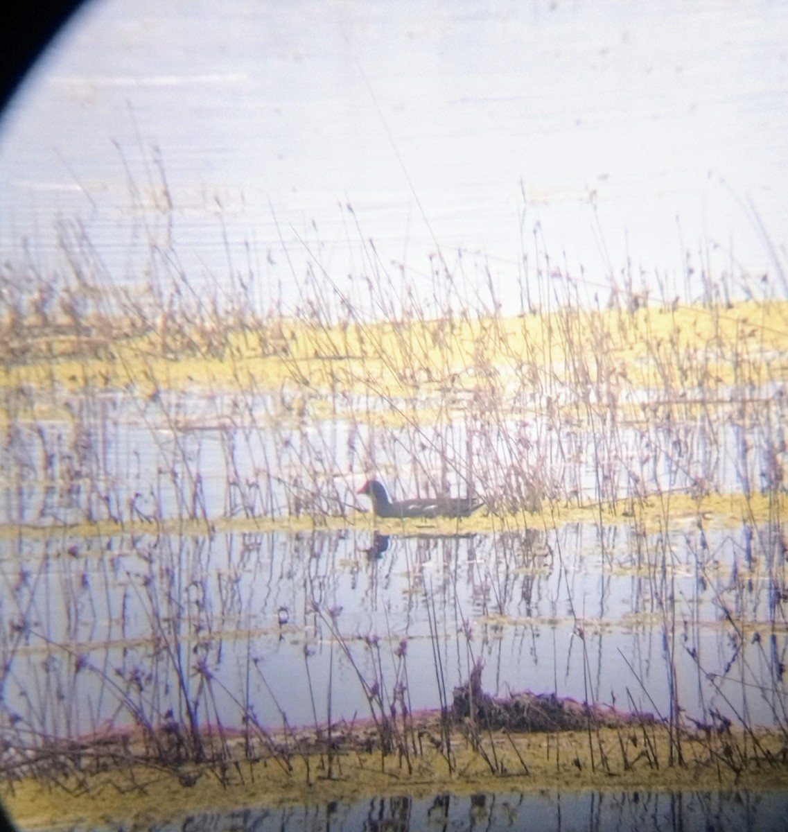 Common Gallinule - ML639840323