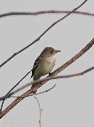 Willow Flycatcher - ML639840325