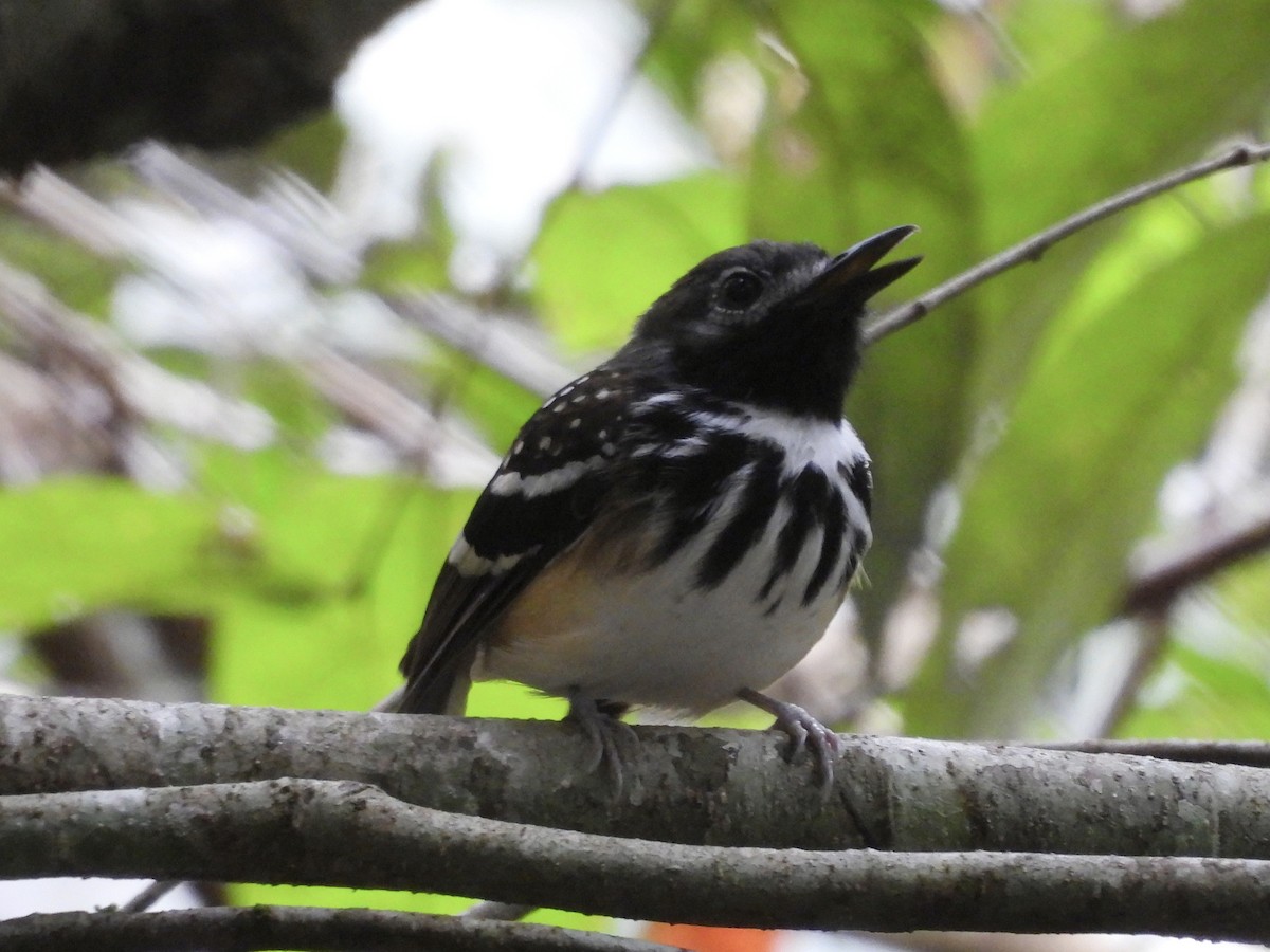 Dot-backed Antbird - ML639840341
