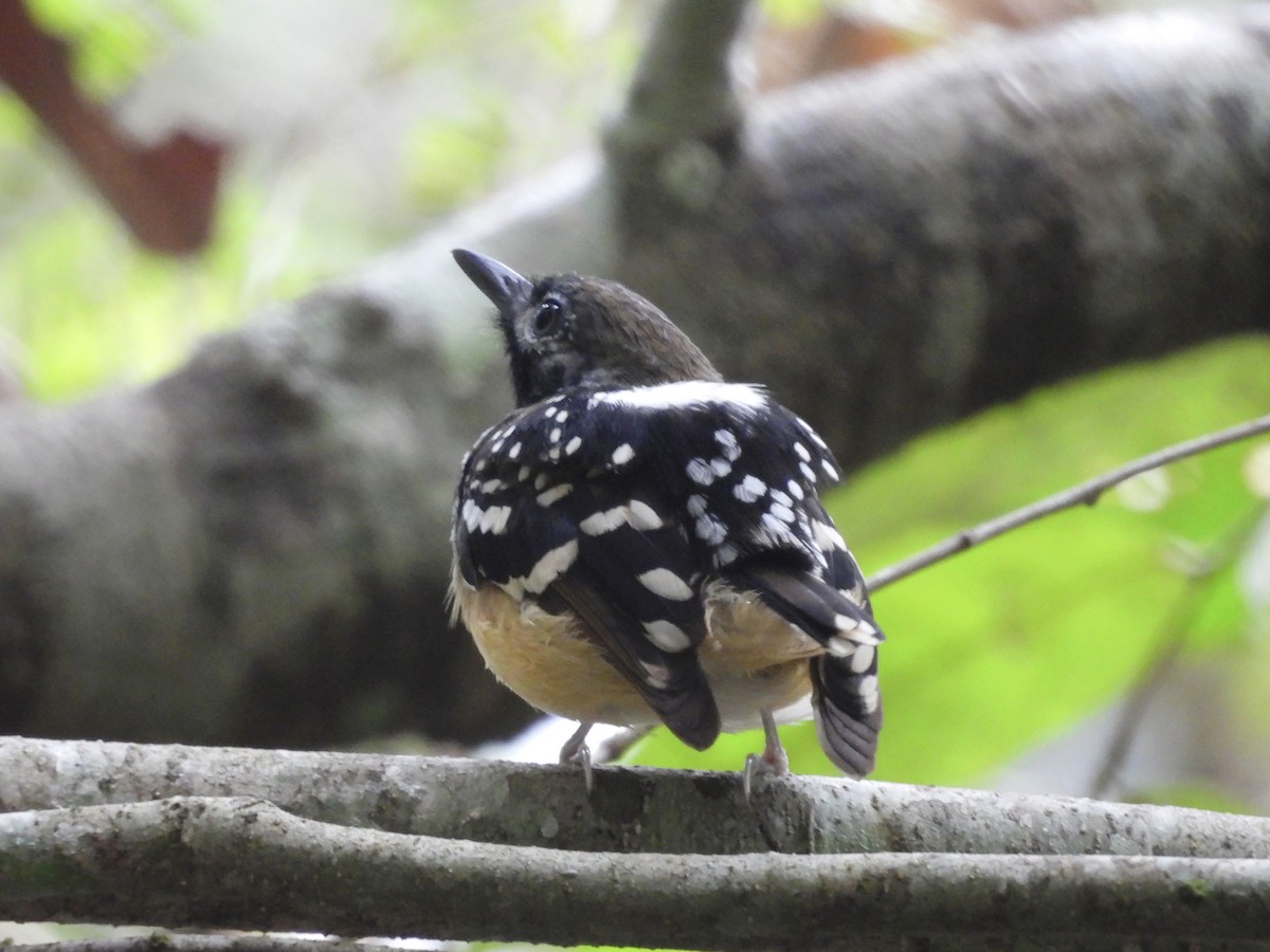 Dot-backed Antbird - ML639840342