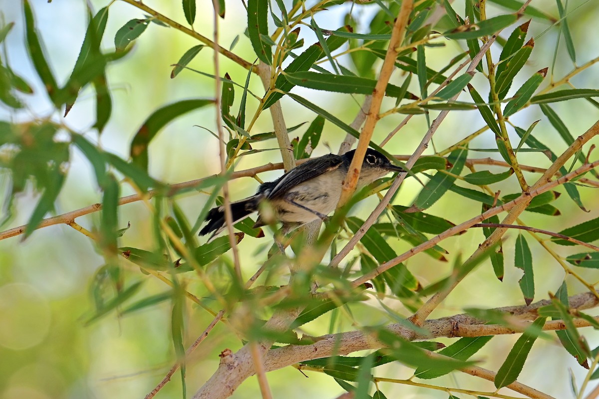 Black-tailed Gnatcatcher - ML639840361
