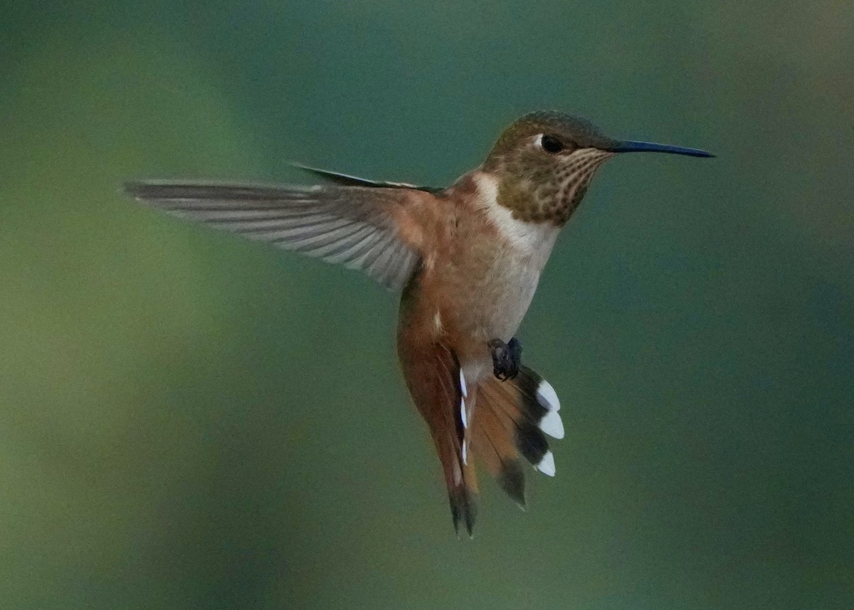 Kızıl Sırtlı Kolibri - ML639840365