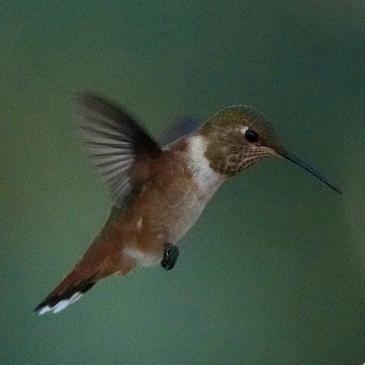 Kızıl Sırtlı Kolibri - ML639840368