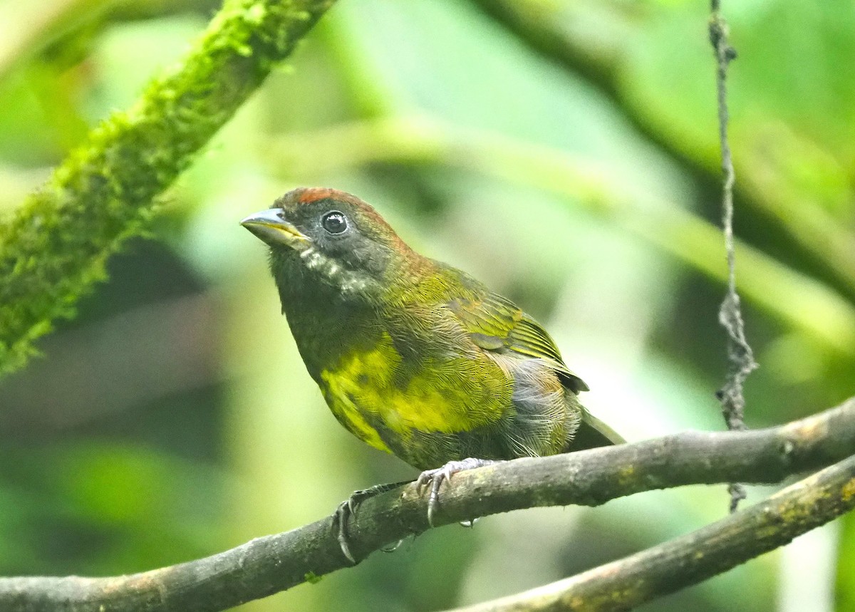 Sooty-faced Finch - ML639840392