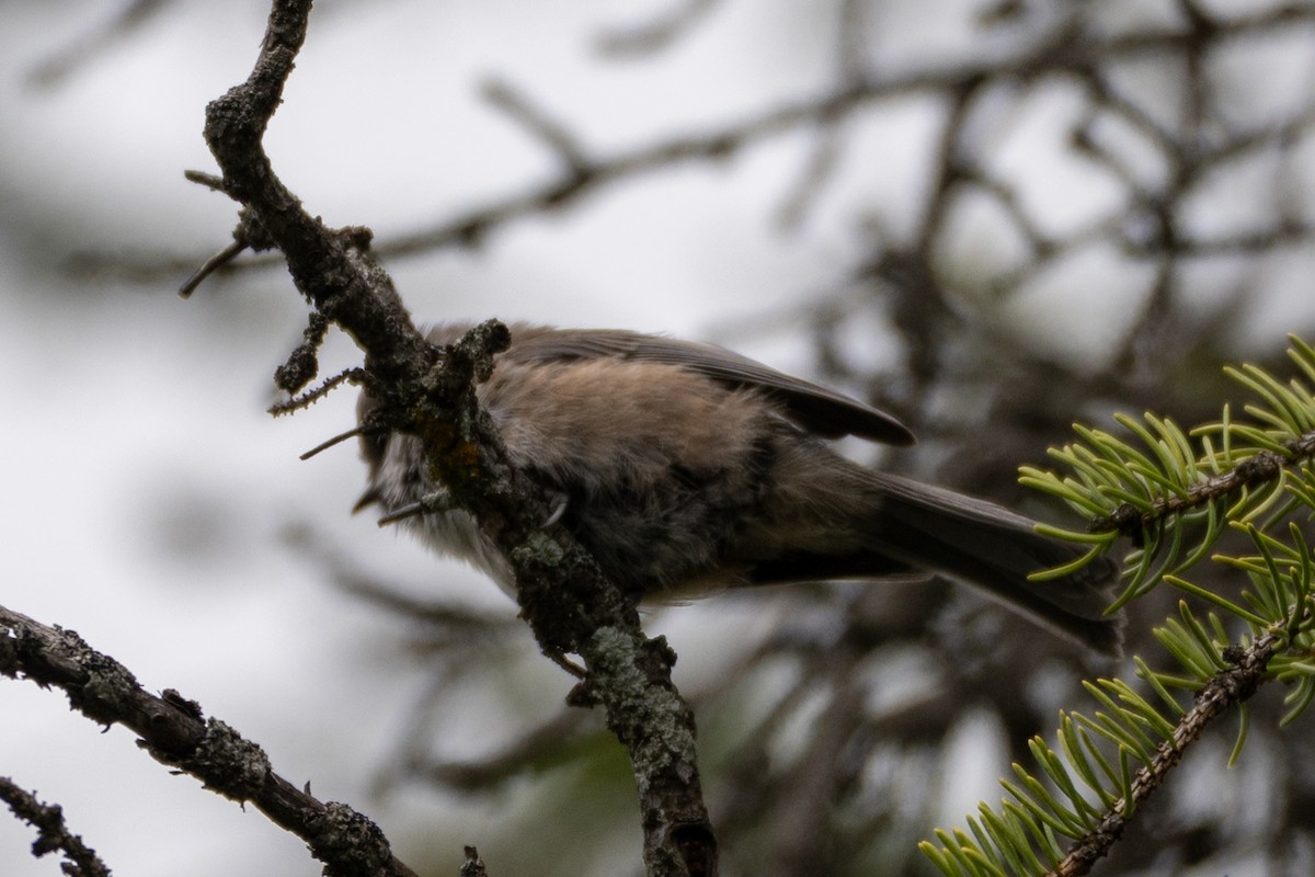 Boreal Chickadee - ML639840400