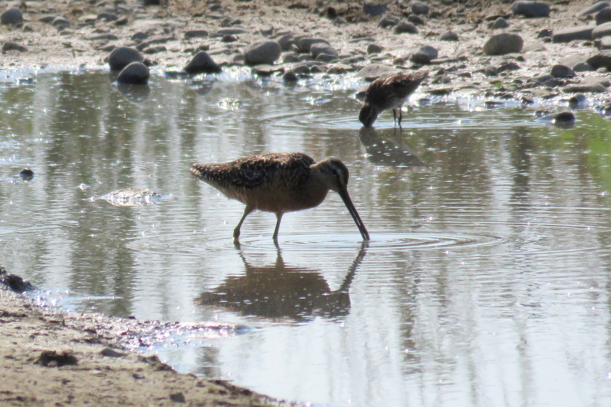 Long-billed Dowitcher - ML63984041