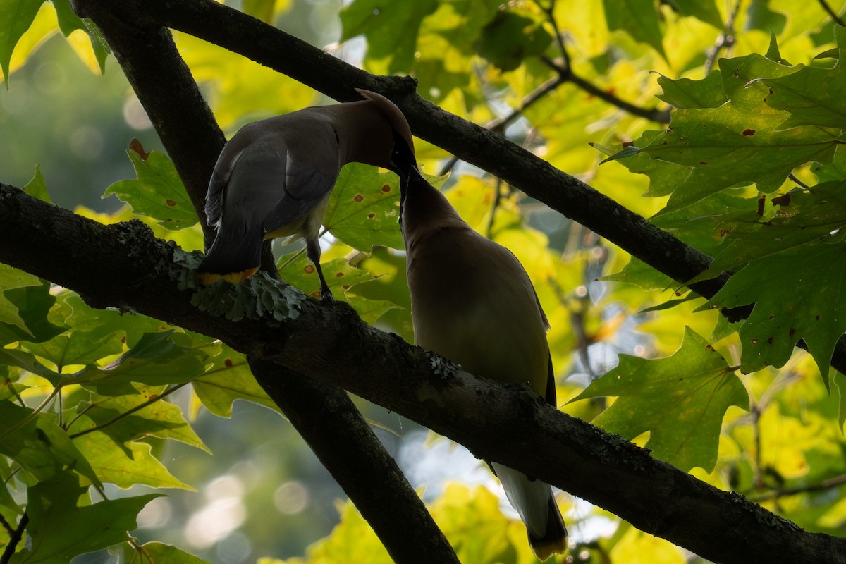 Кедровый свиристель - ML639840422