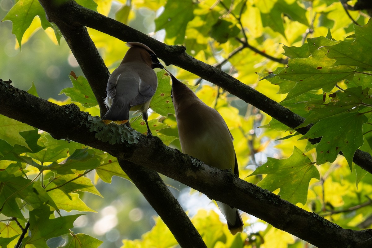 Кедровый свиристель - ML639840423