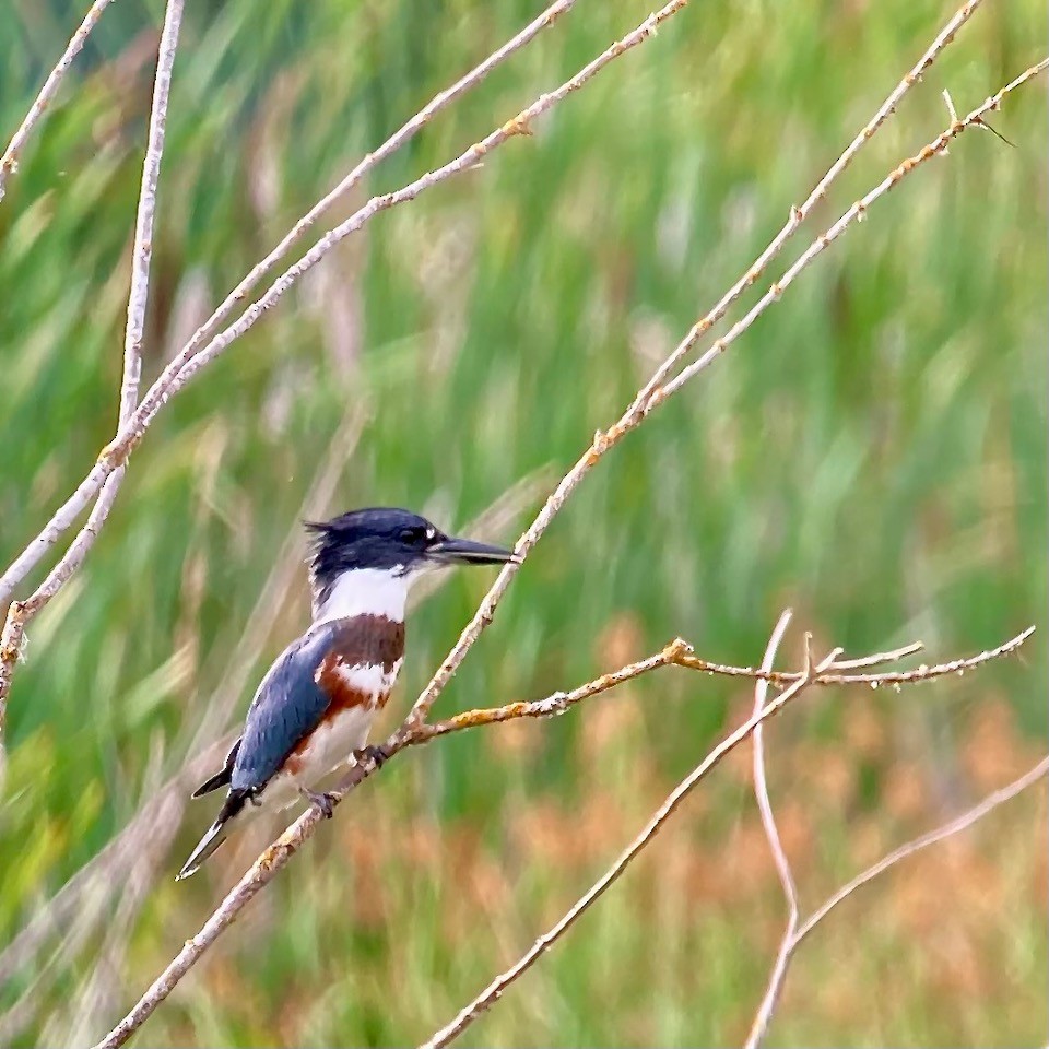 Belted Kingfisher - ML639840461