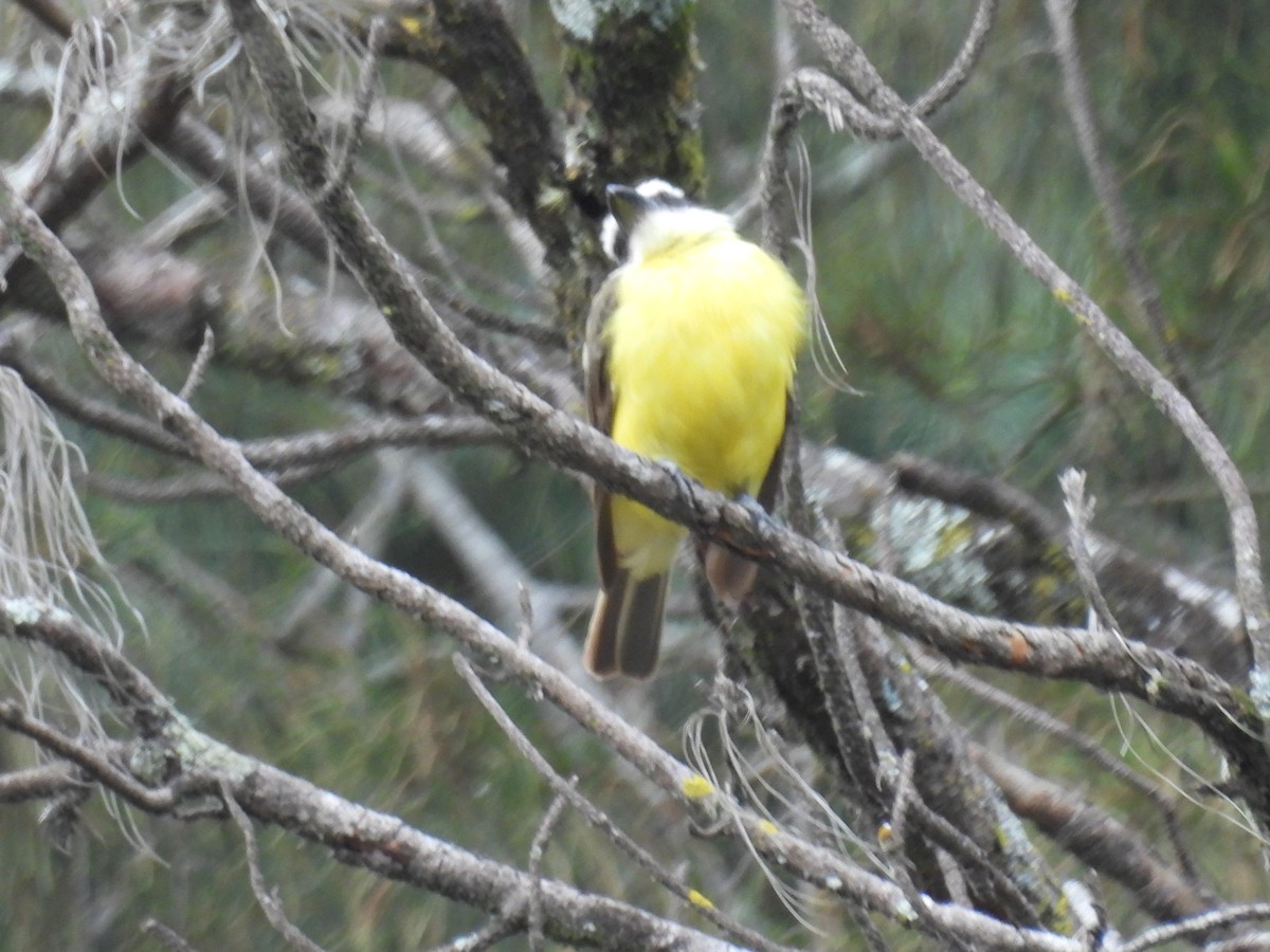 Boat-billed Flycatcher - ML639840472