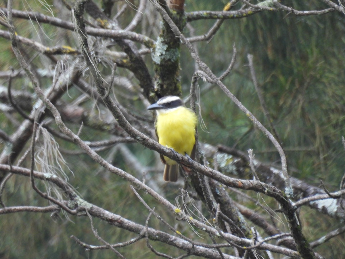 Boat-billed Flycatcher - ML639840473