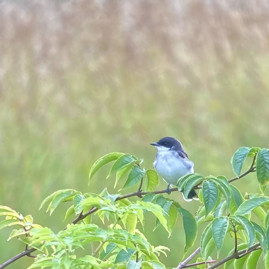 Eastern Kingbird - ML639840474